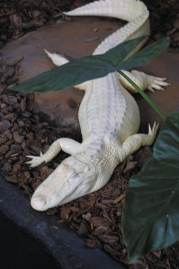 Albino Alligator at  Alligator Farm