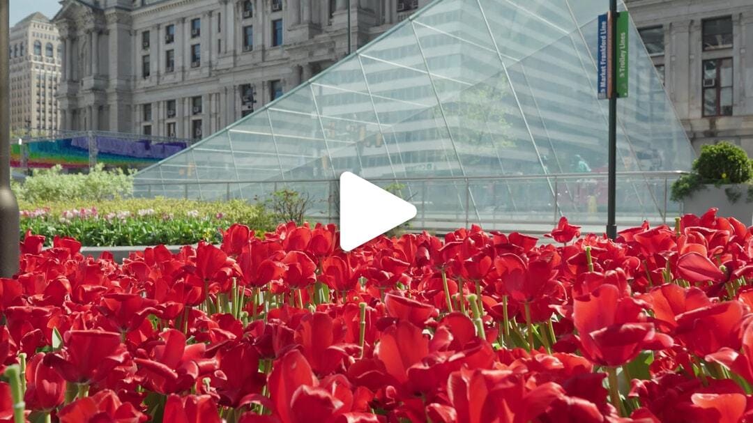 City Hall Tulips