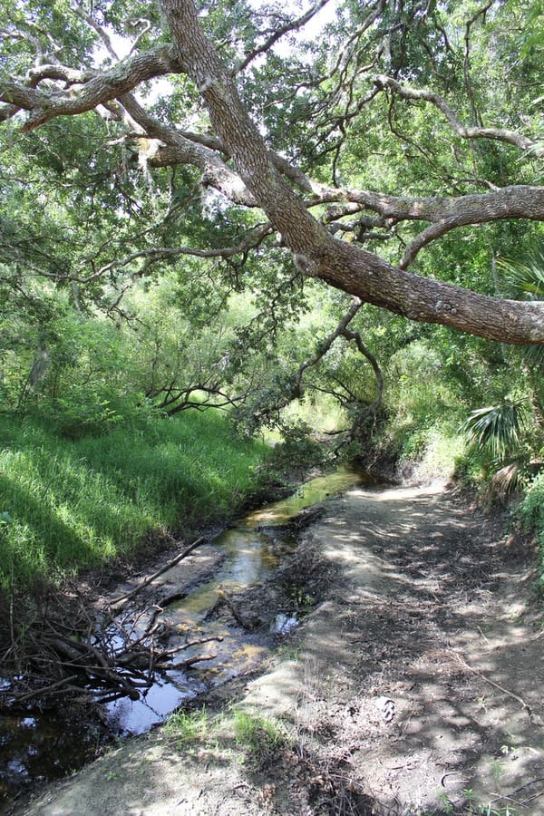 Nature_Walk_MCEP_04.27.24 (58)