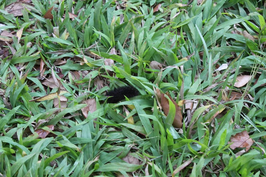 Nature_Walk_MCEP_04.27.24 (43)
