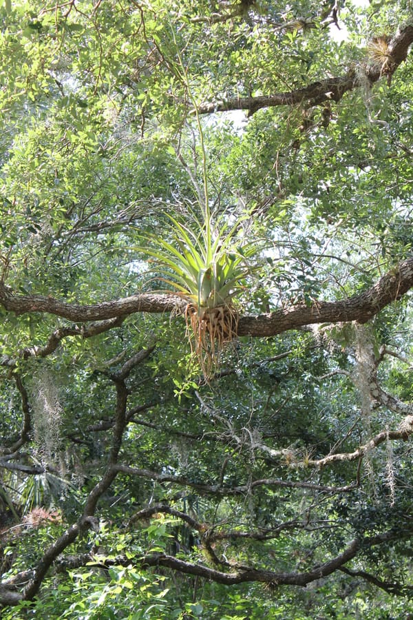 Nature_Walk_MCEP_04.27.24 (53)