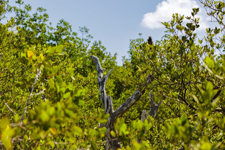 Emerson Point Preserve