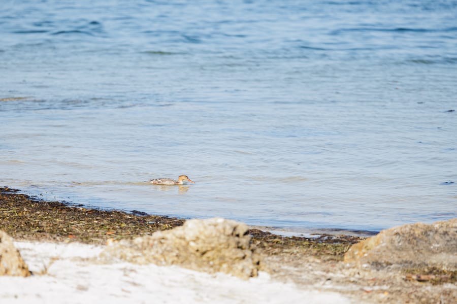 Emerson Point Preserve