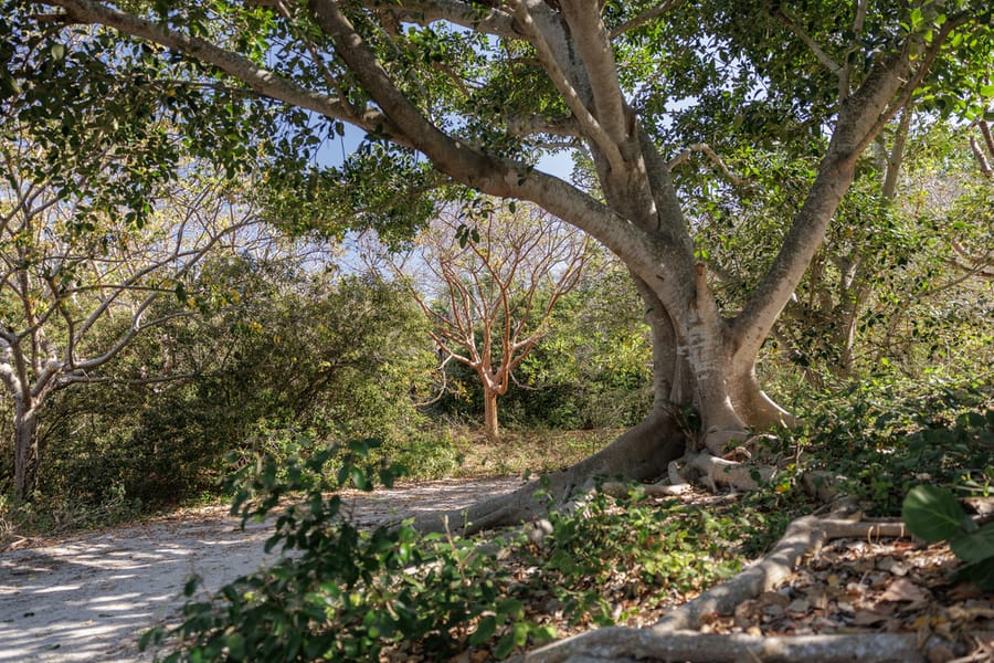 Emerson Point Preserve