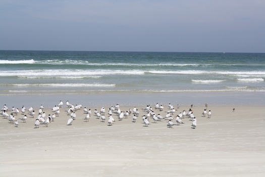 NSB Beach