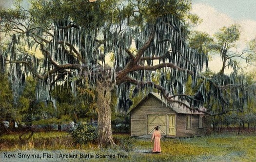 Ancient_Battle_Scarred_Tree,_New_Smyrna,_FL