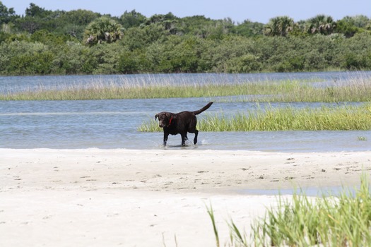 NSB Dog Beach