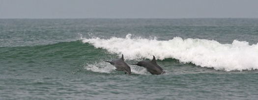 JumpingDolphins