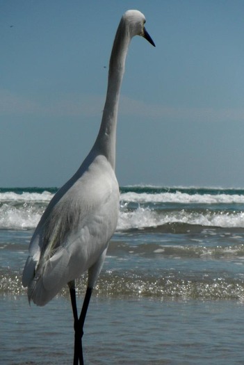 Heron looking at ocean