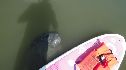 Manatee with paddleboard