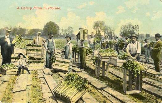 Celery Farm in FL 1909