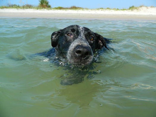 Dog swimming at Dunes Park