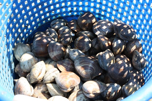 Fresh Clams