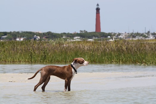 NSB Dog Beach