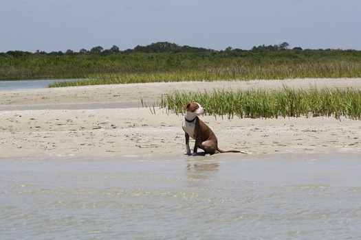 NSB Dog Beach