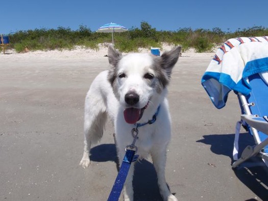 Dog in Smyrna Dunes Park