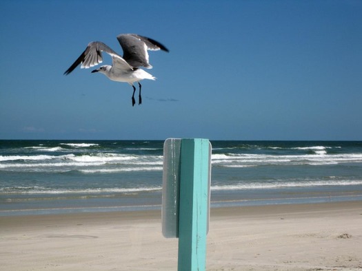 seagull taking off