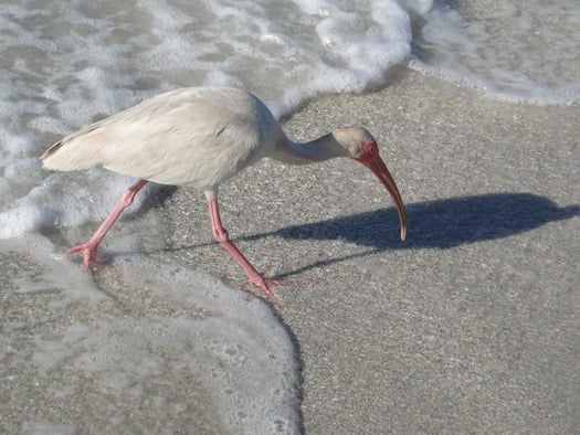 White Ibis