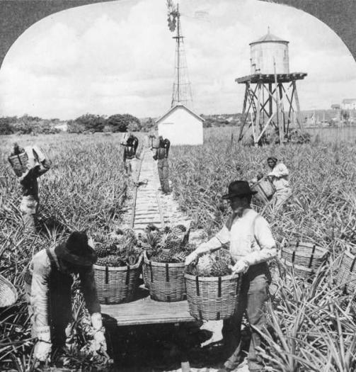 Pineapple harvest 1920s