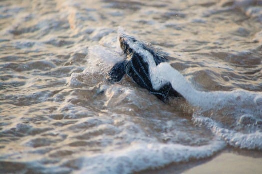 turtle out to sea