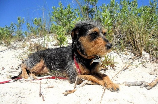 smyrna dunes park dog