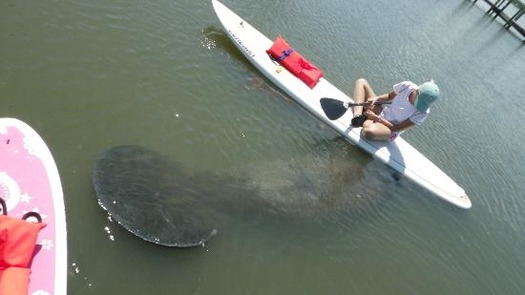 Paddleboard & Manatee