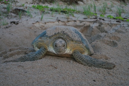 sea turtle nesting