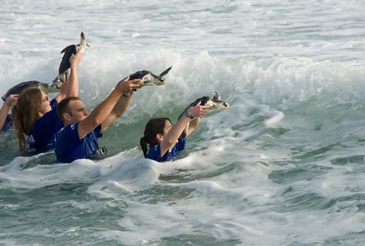 Seaturtle Release