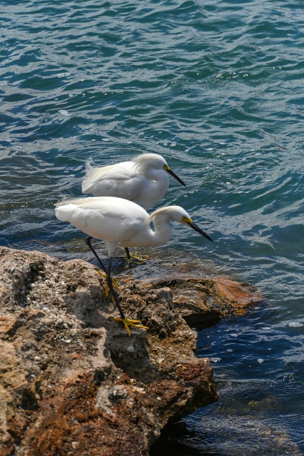 20240624_NorthJetty _037_SD