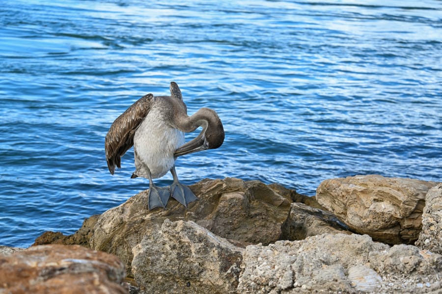 20240624_NorthJetty _044_SD