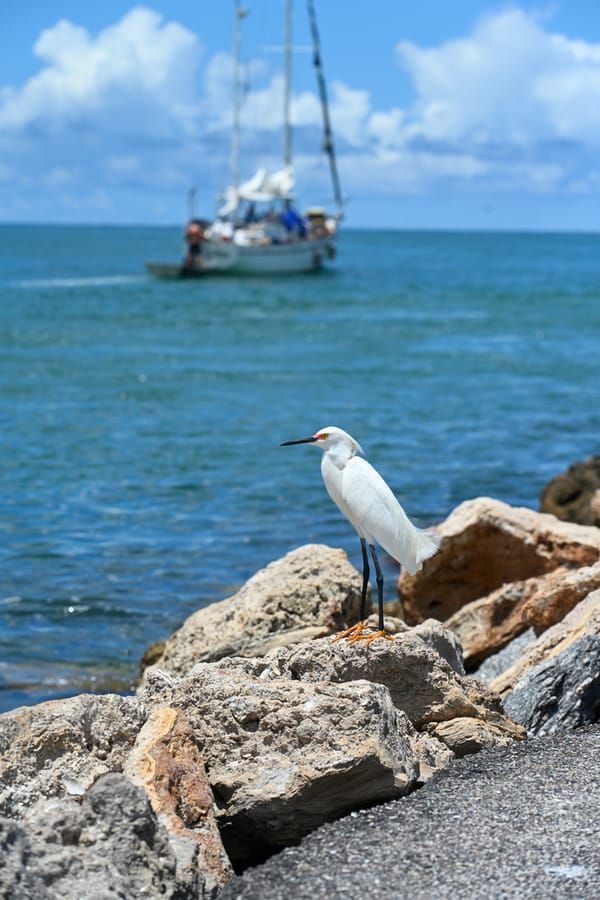 20240624_NorthJetty _027_SD