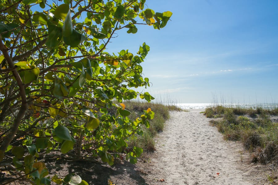 Bradenton - Coquina Beach - Ground 01 - 2024 (Calliope) 2