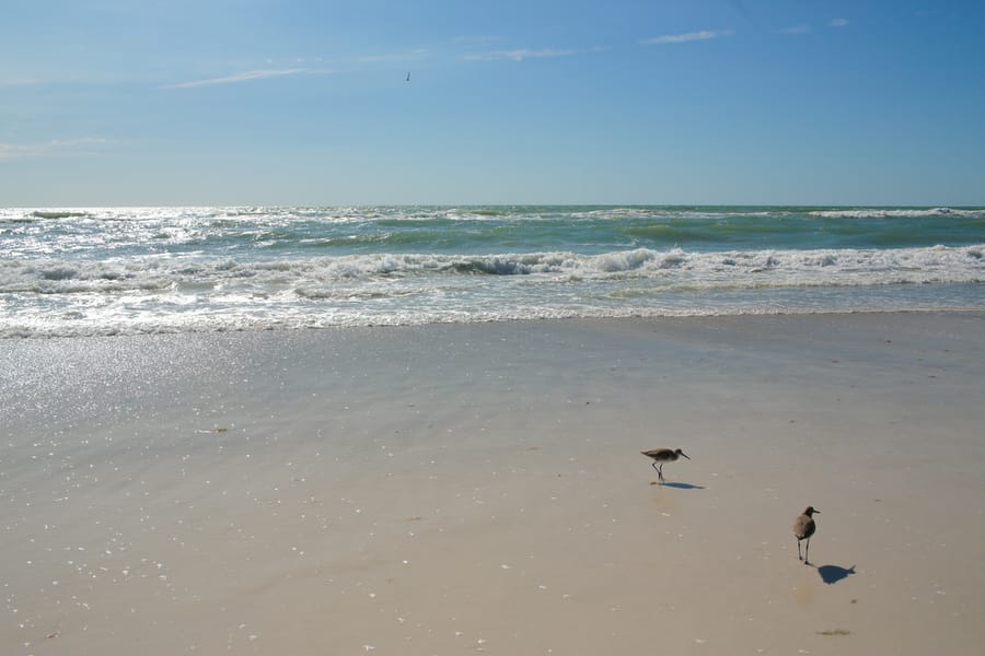 Bradenton - Coquina Beach - Ground 02 - 2024 (Calliope) 2