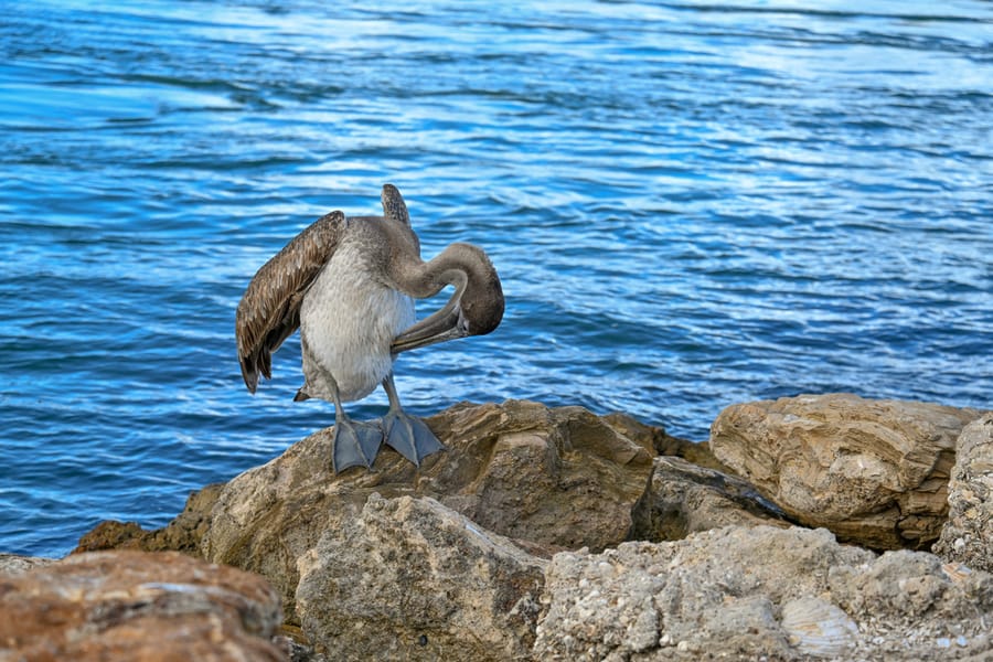 20240624_NorthJetty _044_SD