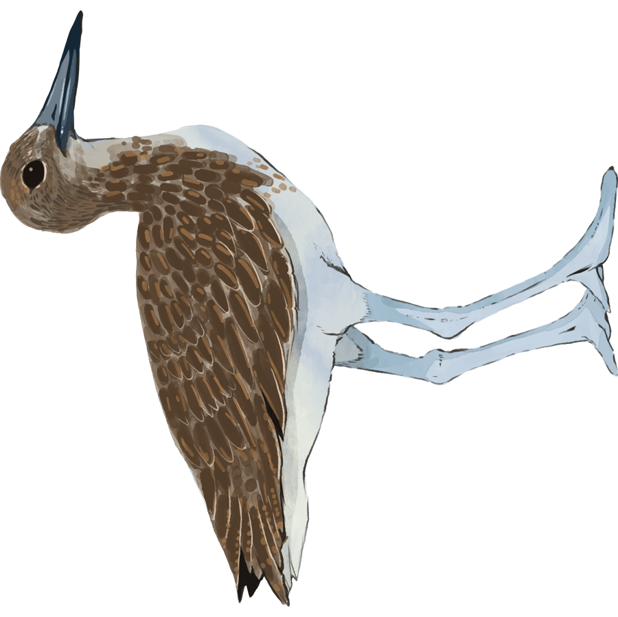 Willet_Sandpiper
