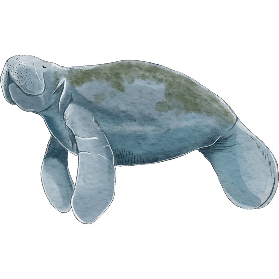 Manatee