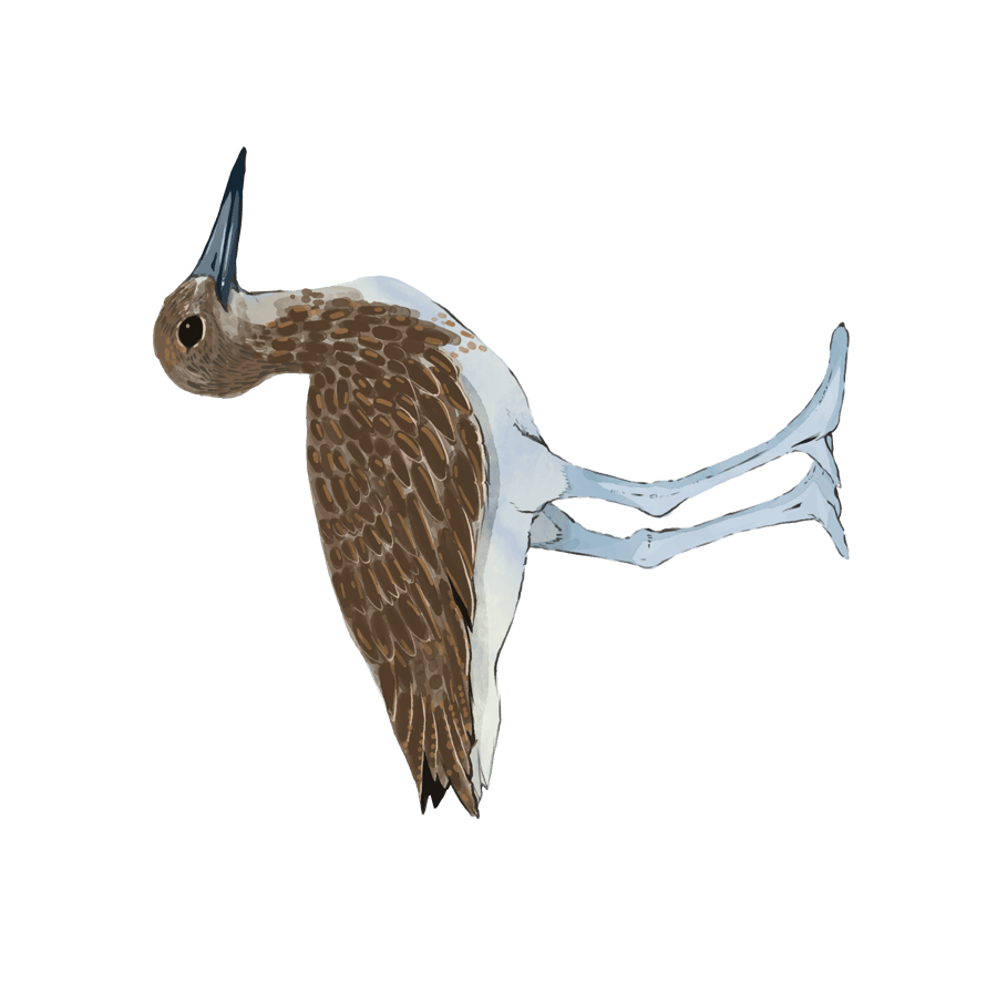 Willet_Sandpiper