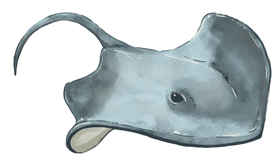 dolphin, SP, HC, SD