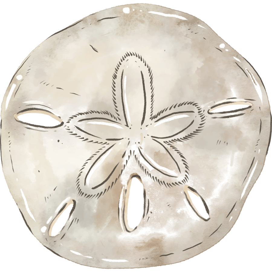 Sand dollar