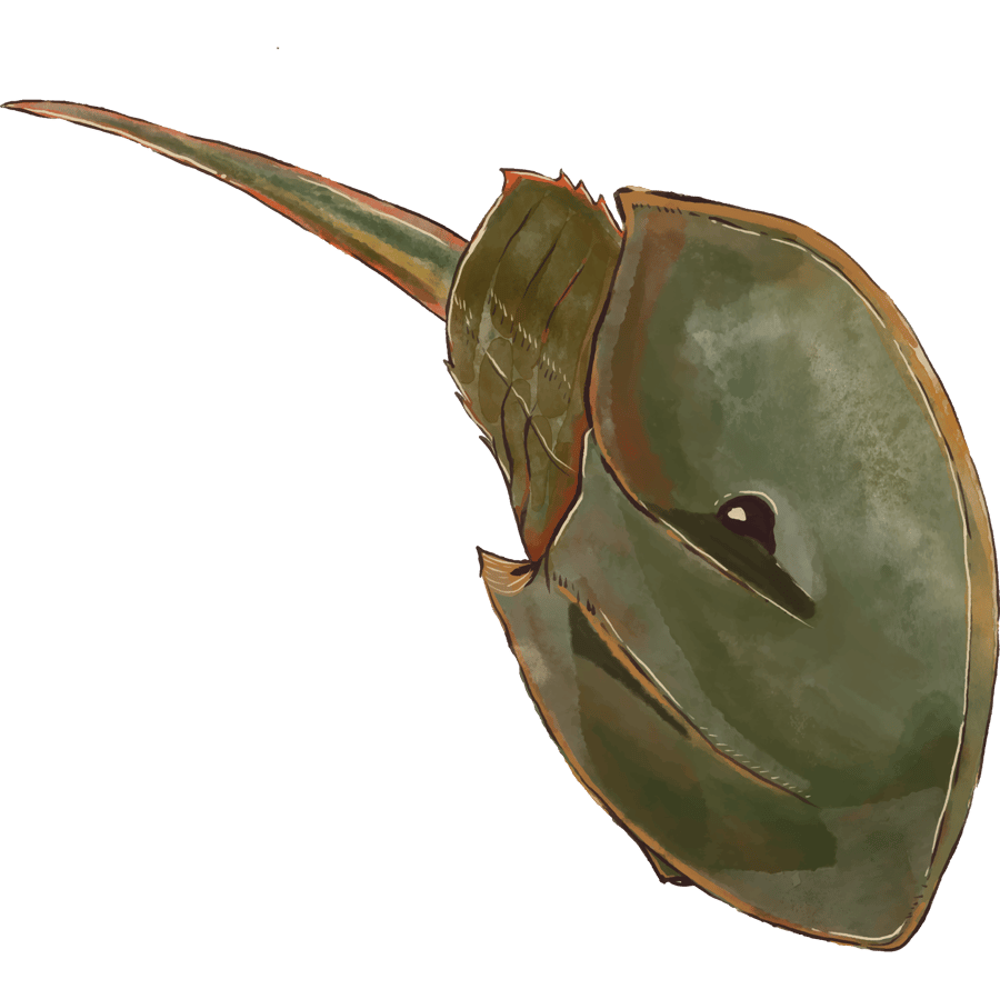 Horseshoe Crab