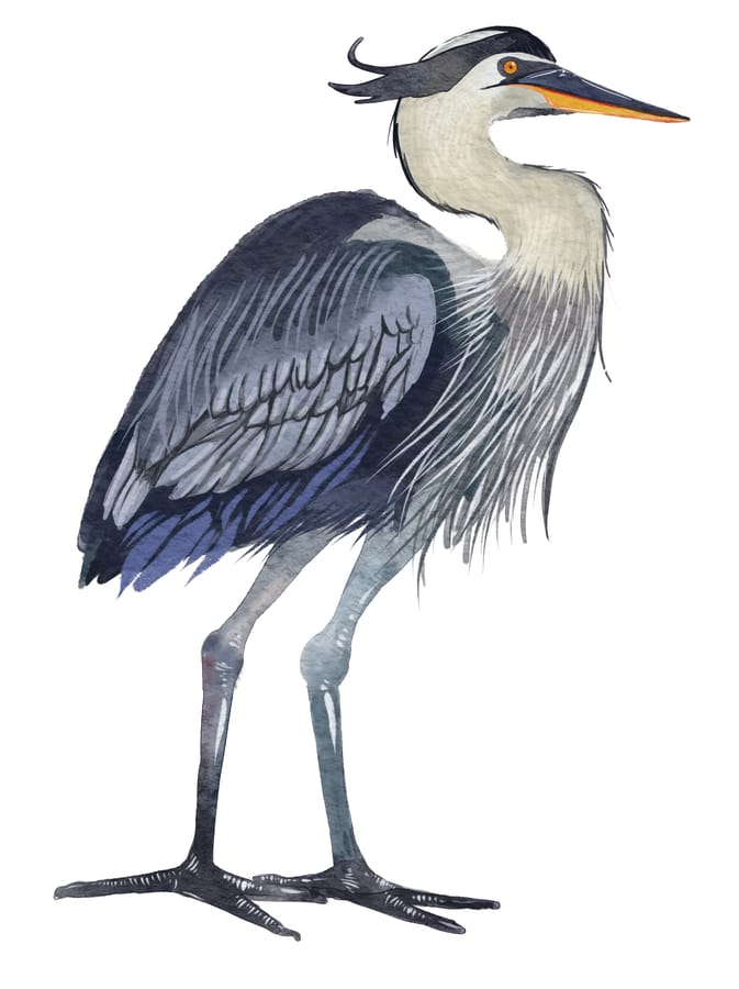Bradenton Blue Heron