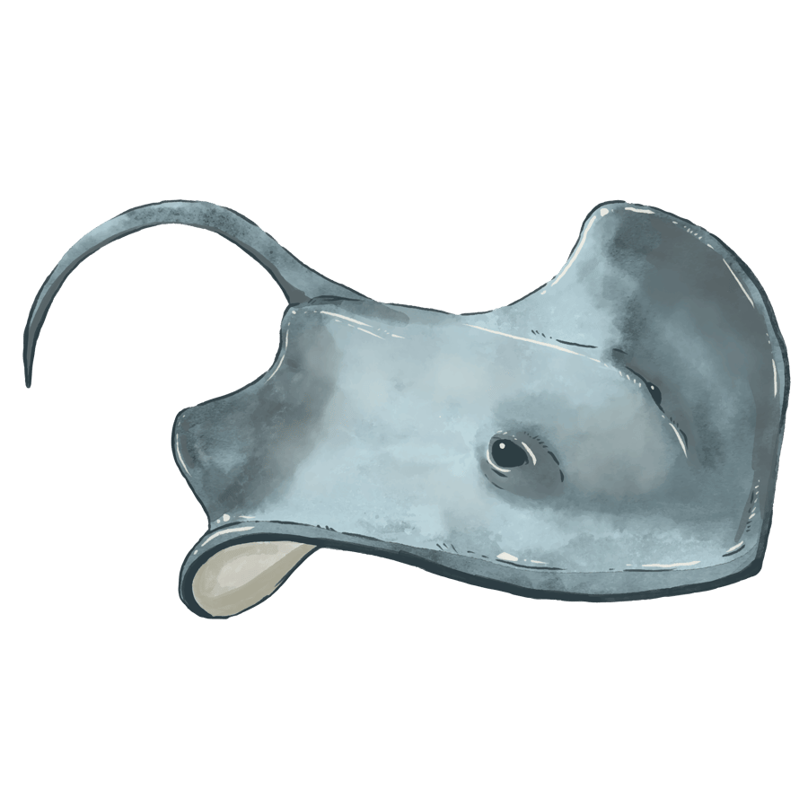 Stingray