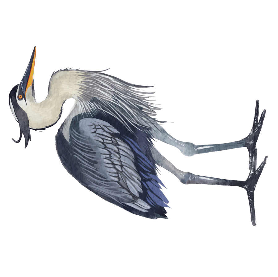 Blue_Heron