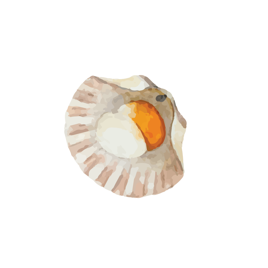 scallops