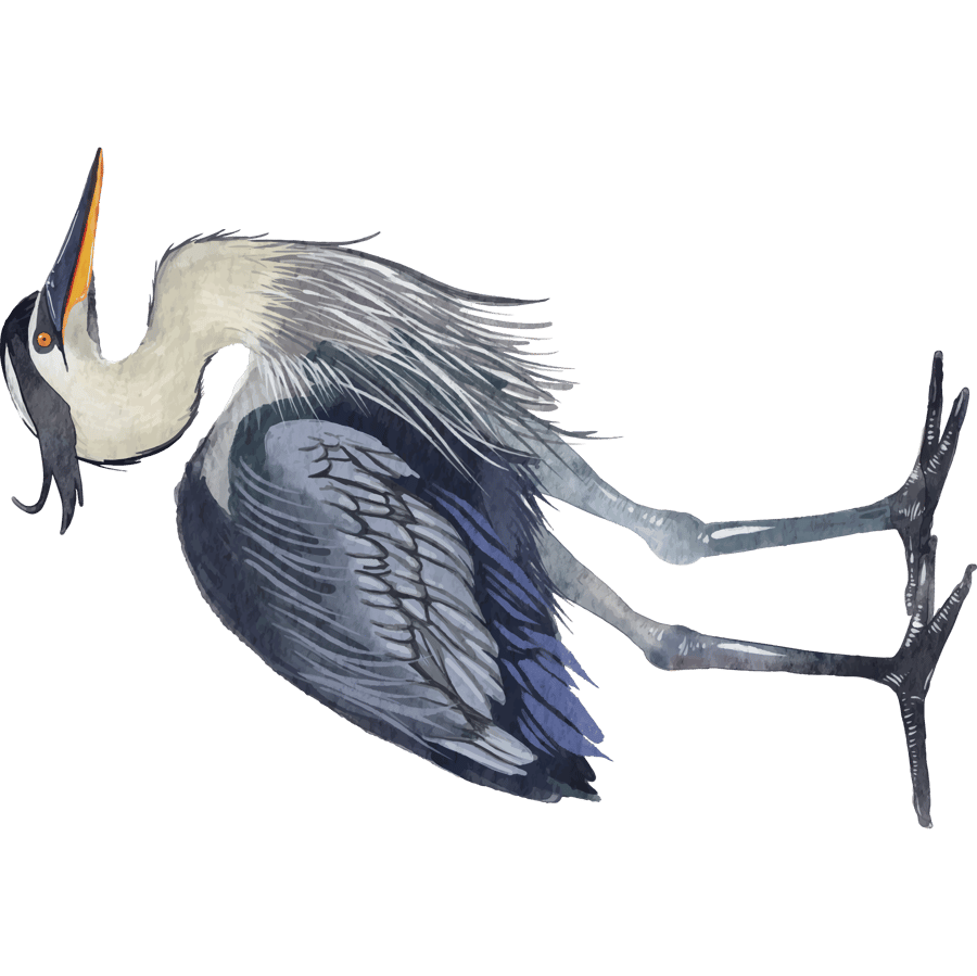 Blue_Heron