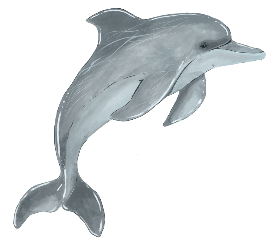dolphin, SP, HC, SD
