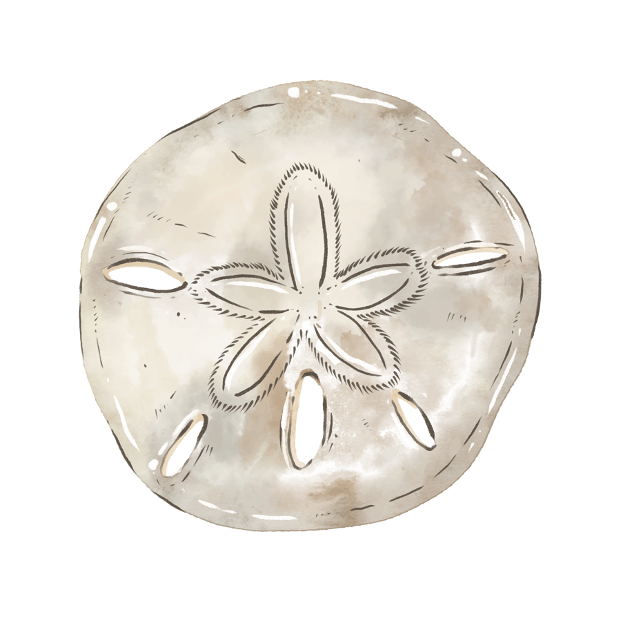 Sand dollar