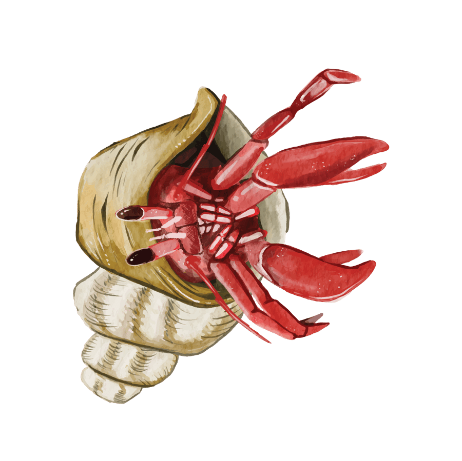HermitCrab