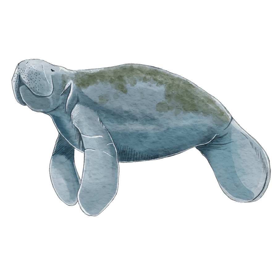 Manatee