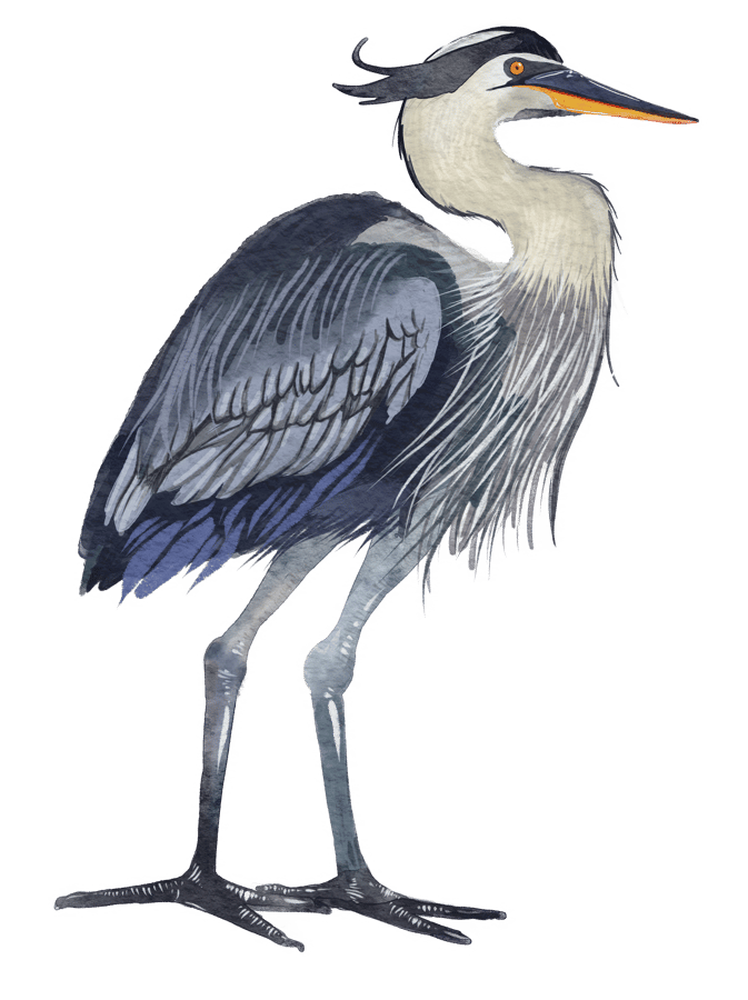 Bradenton Blue Heron